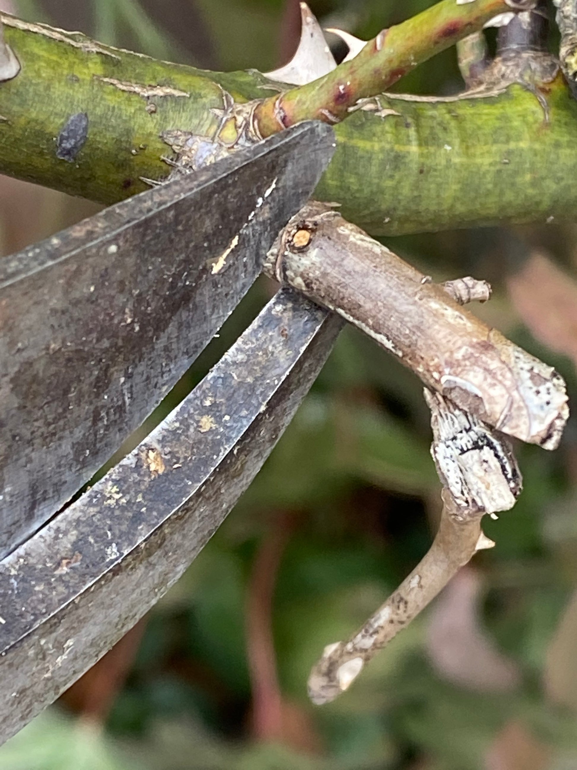 Nahaufnahme einer Gartenschere beim Schneiden eines dornigen Rosenzweigs, perfekt für den Sa. 21.03.2026 | 13.30-15.30 WORKSHOP "Rosenschnitt einfach erklärt" der Königlichen Gartenakademie, mit grünen Stielen und Dornen im Hintergrund.