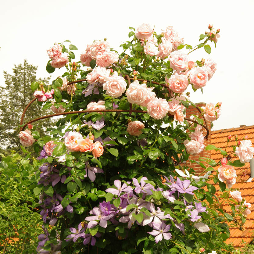 Die ABENDLICHTFÜHRUNG Duft im sommerlichen Garten von Königliche Gartenakademie zeigt blühende rosa Rosen und violette Clematis an einem Spalier, das sich farblich von grünem Laub und einem terrakottafarbenen Dach abhebt.