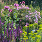 In einem üppigen Sommergarten der Königlichen Gartenakademie leuchten hohe lilafarbene Blumen, rosa Rosen und gelbgrünes Laub im Sonnenlicht. Ein Pflanzenetikett lugt hervor. Veranstaltung: Mi. 24.06.2026 | 17-18 Uhr ABENDLICHTFÜHRUNG Duft im sommerlichen Garten.