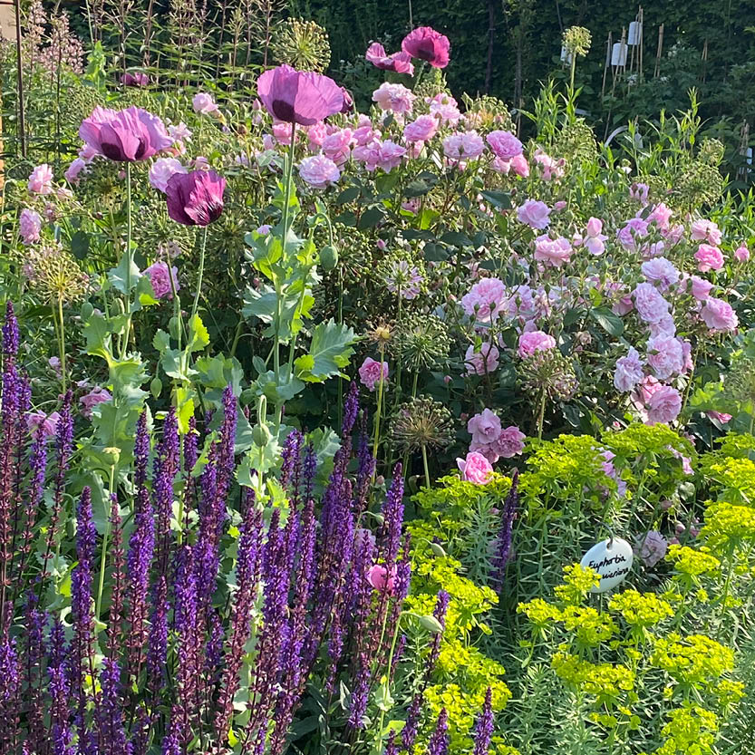 In einem üppigen Sommergarten der Königlichen Gartenakademie leuchten hohe lilafarbene Blumen, rosa Rosen und gelbgrünes Laub im Sonnenlicht. Ein Pflanzenetikett lugt hervor. Veranstaltung: Mi. 24.06.2026 | 17-18 Uhr ABENDLICHTFÜHRUNG Duft im sommerlichen Garten.