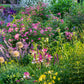 Erleben Sie am Mi. 24.06.2026 von 17-18 Uhr die ABENDLICHTFÜHRUNG "Duft im sommerlichen Garten" der Königlichen Gartenakademie - umgeben von blühenden Blumen, grünem Laub und zartem Duft im warmen Abendlicht.