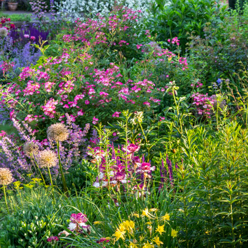 Erleben Sie am Mi. 24.06.2026 von 17-18 Uhr die ABENDLICHTFÜHRUNG "Duft im sommerlichen Garten" der Königlichen Gartenakademie - umgeben von blühenden Blumen, grünem Laub und zartem Duft im warmen Abendlicht.
