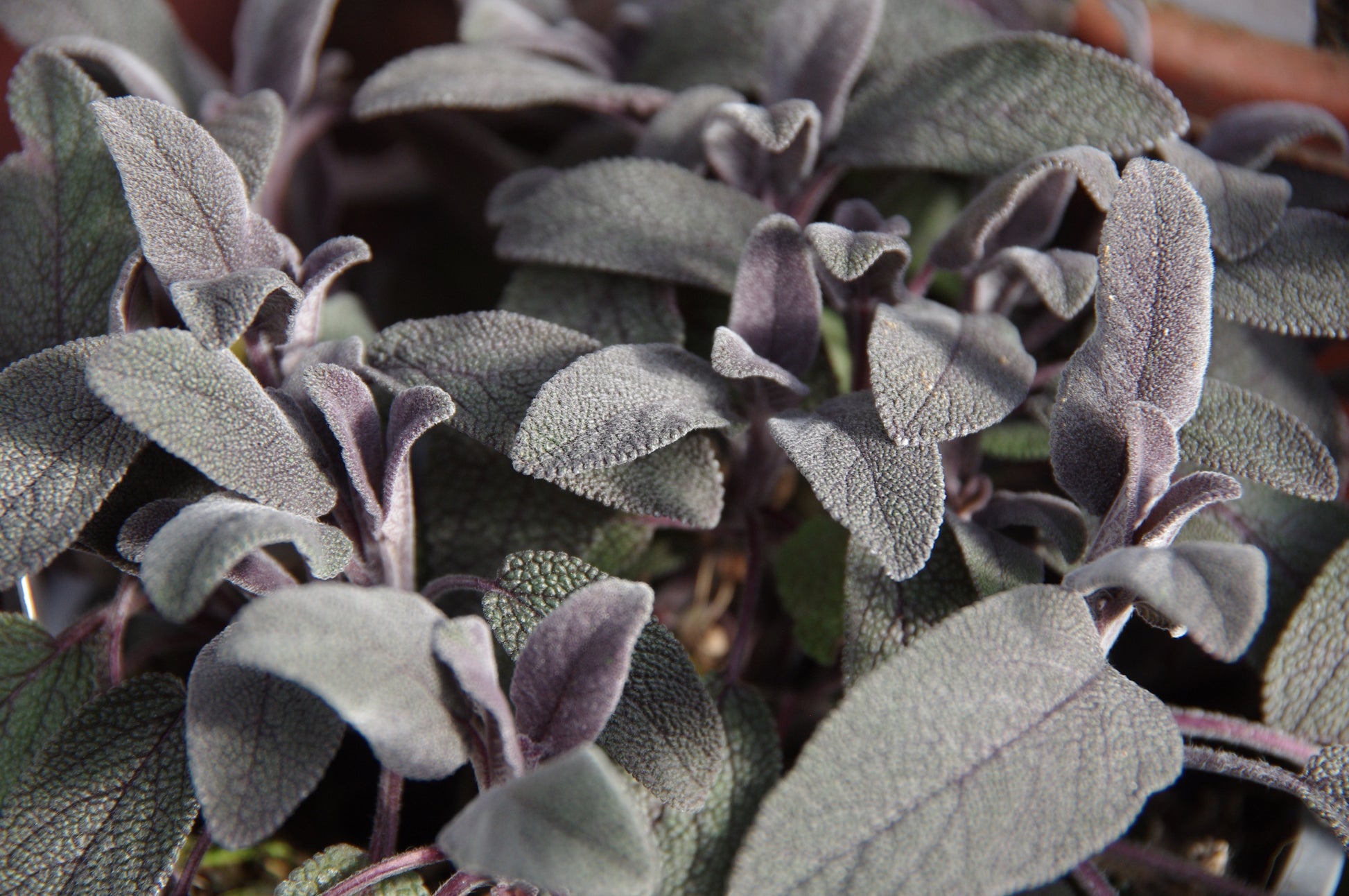 Nahaufnahme von Salbeiblättern und ihrem silbrig-grünen, strukturierten Aussehen - die perfekte Inspiration für die Königliche Gartenakademie Mi. 01.04.2026 | 10.00-11.30 WORKSHOP Kräuter pflanzen und pflegen zu Hause oder im Garten.