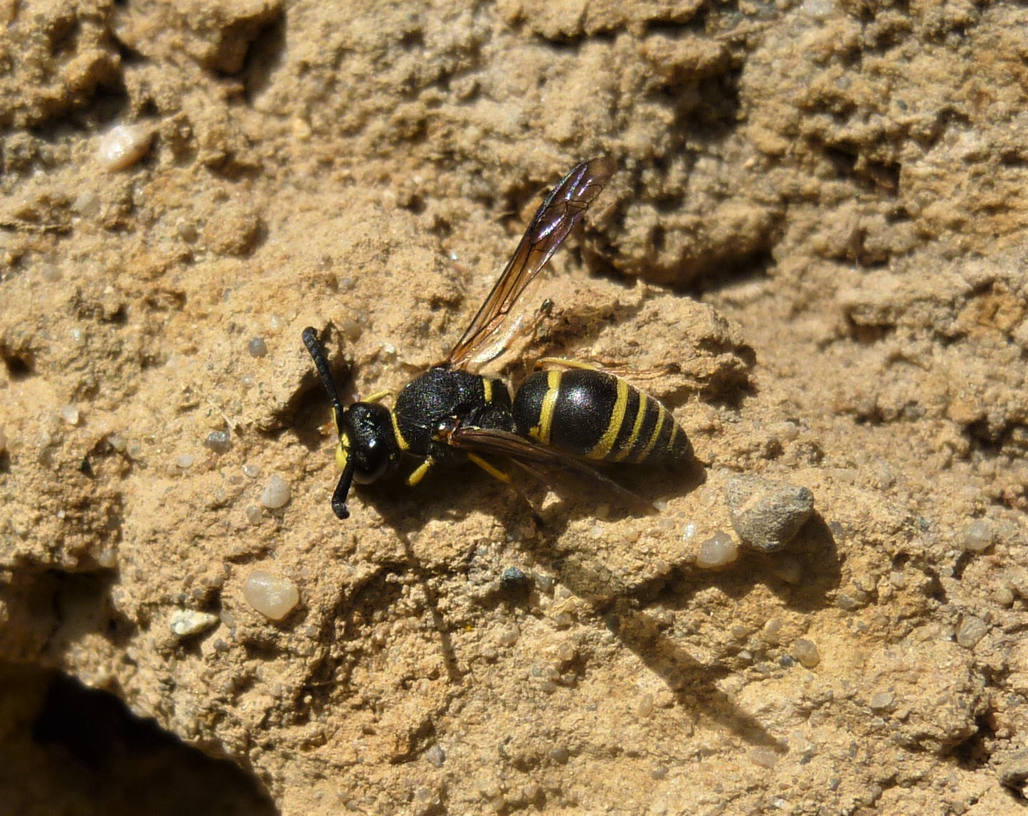 Eine schwarz-gelbe Wespe ruht sich auf einer felsigen, sandigen Oberfläche aus. Insekten wie diese unterstützen das ökologische Gleichgewicht und den Naturschutz im Garten - Themen, die in der Mi. 06.05.2026 | 10.00-13.00 HALBTAGESKURS der Königlichen Gartenakademie.