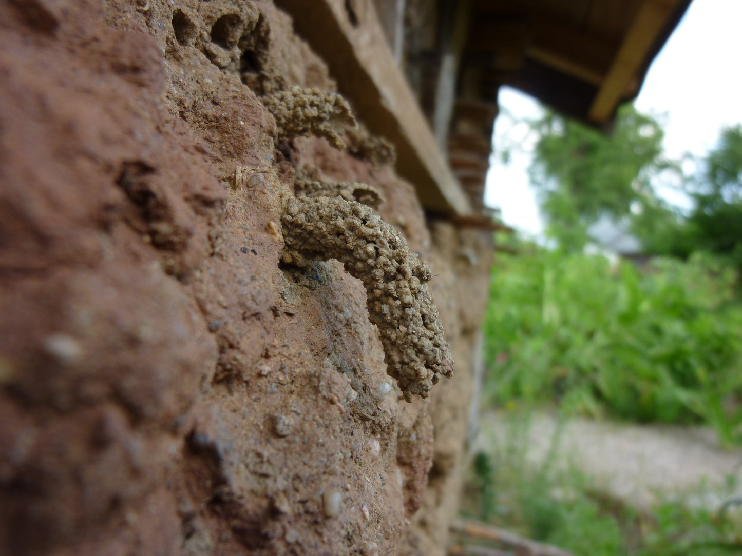 Auf einer strukturierten Lehmwand befindet sich eine kleine, von Insekten gefertigte Röhre - ein Beweis für Naturschutz im Garten. Im unscharfen Hintergrund: Grünzeug und ein rustikales Dach. Mi. 06.05.2026 | 10-13 Uhr Halbtageskurs der Königlichen Gartenakademie.