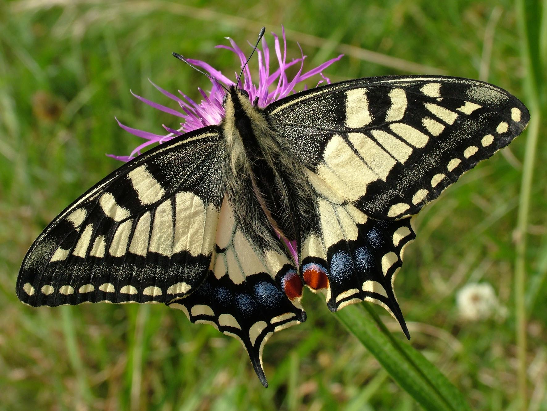 Ein auffälliger Schwalbenschwanz-Schmetterling auf einer Purpur-Distel inspiriert den Mi. 06.05.2026 | 10.00-13.00 HALBTAGESKURS Naturschutz im Garten der Königlichen Gartenakademie, Förderung des ökologischen Gleichgewichts im eigenen Garten.