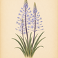 Botanische Illustration von zwei Scilla hyacinthoides ‚Blue Arrow‘ – Hyazinthen-Blaustern-Pflanzen von Verberghe, auch bekannt als Blaustern, mit hohen, spitzen grünen Blättern und pyramidenförmigen Blütenständen – Büschel kleiner, sternförmiger blauer Blüten, die entlang aufrechter, blau-violetter Blütenstiele angeordnet sind – vor einem beigen Hintergrund.