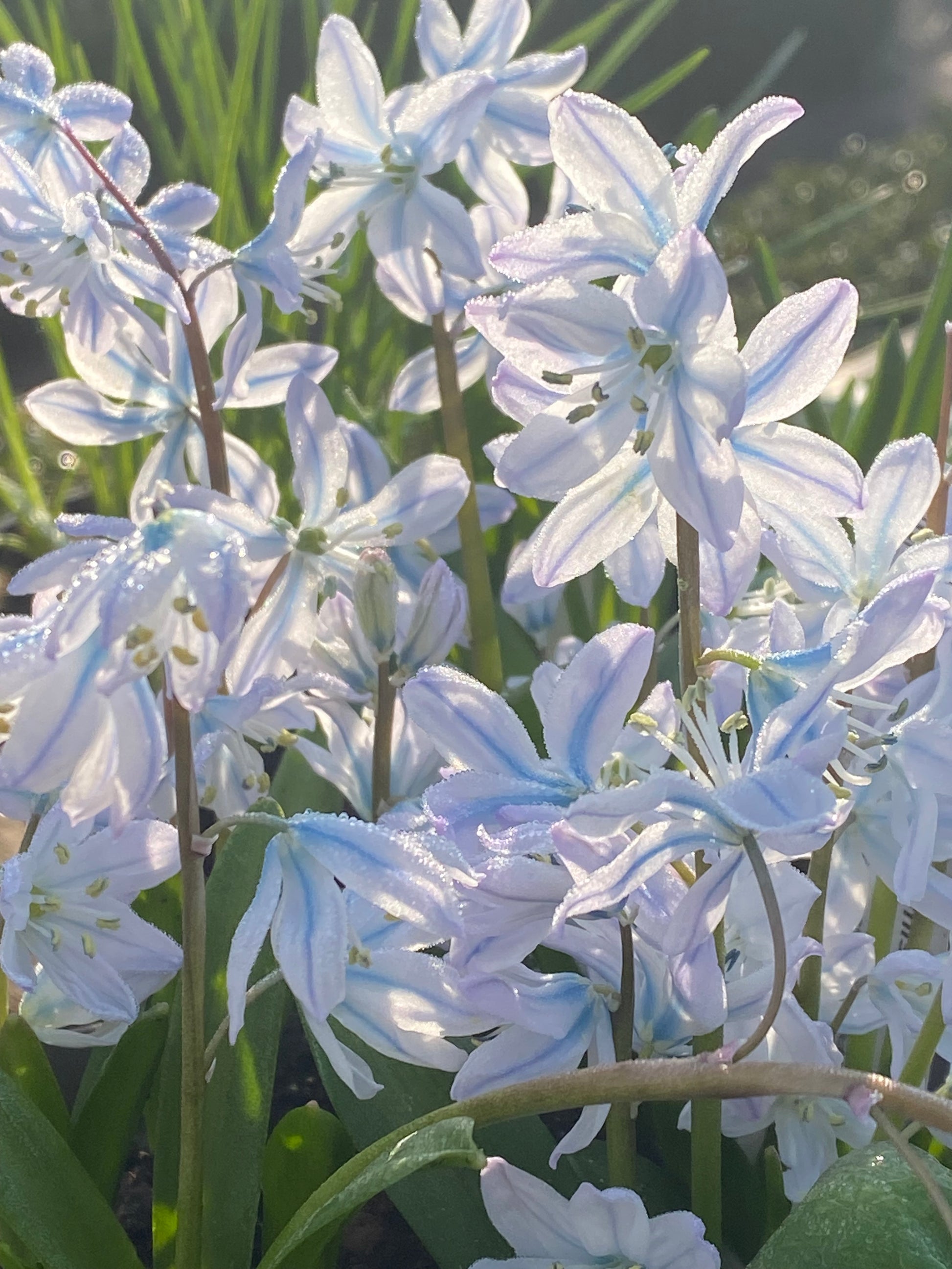 Scilla mischtschenkoana – Der Kaukasische Blaustern von Weijers zeigt zarte, eisblaue Blüten mit weißen Akzenten. Die frischen Blätter und das taufrische Aussehen fangen das Frühlingsgefühl während der Blütezeit von Februar bis März perfekt ein.