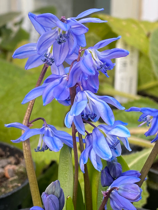 Eine Gruppe leuchtender Scilla siberica (Sibirischer Blaustern) von Weijers blüht an schlanken grünen Stielen, mit zarten sternförmigen Blütenblättern und verschwommenen Blättern im Hintergrund. Blütezeit von März bis April.