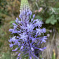 Eine Nahaufnahme von Scilla hyacinthoides ‚Blue Arrow‘ (Hyazinthen-Blaustern) von Verberghe mit sternförmigen violetten Blüten und einer pyramidenförmigen Blüte vor einem sanft unscharfen grünen Hintergrund.