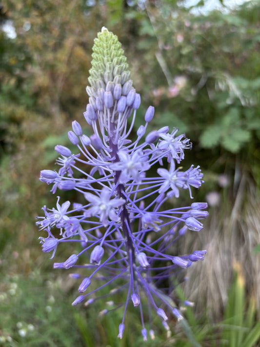 Eine Nahaufnahme der Verberghe Scilla hyacinthoides ‚Blue Arrow‘ zeigt ihre spitzen, violetten Blütenblätter und den kegelförmigen Blütenstand vor einem sanft verschwommenen grünen und braunen Hintergrund im Freien.