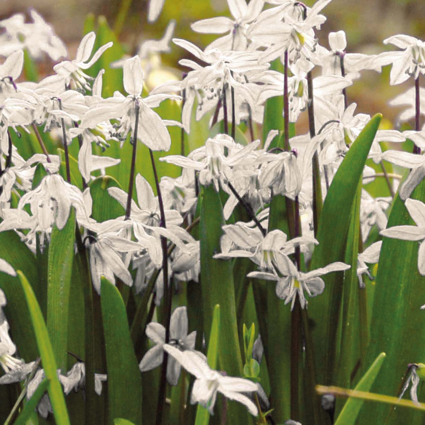 Im Freien wächst eine Gruppe zarter, schmalblättriger weißer Blüten inmitten langer, schlanker grüner Blätter – und erinnert an eine natürliche Gartenszene, wie die Scilla siberica ‚Alba‘ (Weißer Sibirischer Blaustern) von Weijers im März und April.