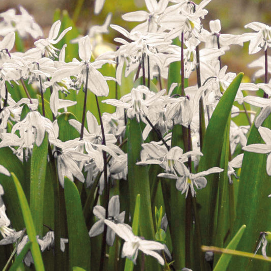 Eine Gruppe von Weijers Scilla siberica 'Alba' (Weißes Blausternchen) mit zarten weißen Blütenblättern und langen grünen Blättern, die während ihrer Blütezeit von März bis April im Freiland üppig blüht.