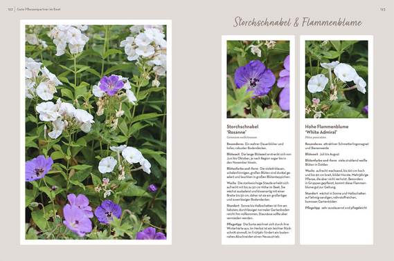 Eine Seite aus "Klotzen statt kleckern | Gartengestaltung mit Katrin Iskam" vom Kosmos Verlag zeigt lila und weiße Blüten mit grünen Blättern und enthält Beschreibungen von "Storchnabel" und "Hohe Flammenblume" auf beigem Hintergrund.