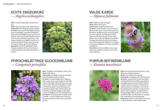 Im Buch "Der antiautoritäre Garten" vom Kosmos Verlag finden Sie eine Doppelseite mit Echter Engelwurz, Wilder Karde, Pfirsichblättriger Glockenblume und Purpur-Witwenblume - jeweils mit Foto und ausführlicher botanischer Beschreibung.