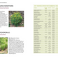 Eine Buchseite aus "Der antiautoritäre Garten" vom Kosmos Verlag zeigt Pflanzenbilder - gelb blühende Sträucher und Ziergräser - und eine Tabelle mit selbstversamenden Pflanzen für pflegeleichte Gärten, Kiesbeete, Mauern und Fugen.