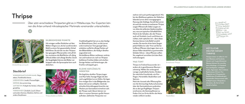 Eine Doppelseite aus "Bist du noch zu retten?" (Kosmos Verlag) über Thripse zeigt deutschen Text, Bilder von Pflanzenschäden und Nahaufnahmen sowie eine Tabelle über Nützlinge gegen Thripse.