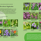 Der Gartenratgeber Wildkrautampel aus dem Kosmos Verlag bietet eine deutschsprachige, bebilderte Übersicht über farbenfrohe, bestäuberfreundliche Pflanzen mit beschrifteten Namen sowie Tipps zu Wildkräutern und Selbstversorgung für einen blühenden Garten.