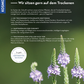 Die Rückseite von Trockenhelden | Naturnah gärtnern ohne gießen aus dem Kosmos Verlag zeigt hohe lila-weiße Blumen und einen deutschen Text über trockenheitsresistente Pflanzen, Tipps für naturnahes Gärtnern und insektenfreundliche Gärten.