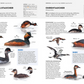 Zwei illustrierte Seiten aus dem NABU-Vogelbuch des Kosmos Verlags zeigen verschiedene deutsche Vogelarten, wie Schwarzhals- und Rothalstaucher, mit deutschem Text, beschrifteten Zeichnungen, Verbreitungskarten und Artenbeschreibungen.