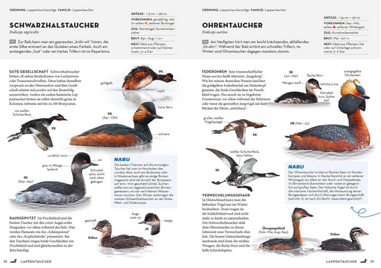 Zwei illustrierte Seiten aus dem NABU-Vogelbuch des Kosmos Verlags zeigen verschiedene deutsche Vogelarten, wie Schwarzhals- und Rothalstaucher, mit deutschem Text, beschrifteten Zeichnungen, Verbreitungskarten und Artenbeschreibungen.