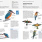 Eine Seite aus dem NABU-Vogelbuch des Kosmos Verlags zeigt detaillierte Abbildungen und deutsche Beschreibungen von Eisvögeln und Bienenfressern in verschiedenen Posen und Gefiedern und hilft bei der Vogelbestimmung in Deutschland.
