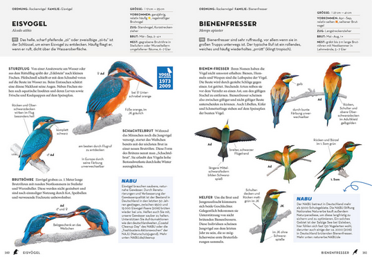 Eine Seite aus dem NABU-Vogelbuch des Kosmos Verlags zeigt detaillierte Abbildungen und deutsche Beschreibungen von Eisvögeln und Bienenfressern in verschiedenen Posen und Gefiedern und hilft bei der Vogelbestimmung in Deutschland.
