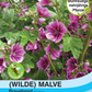 Ein Päckchen Thompson und Morgan Wilde Malve Brave Heart Samen zeigt lila-rosa gestreifte Blüten und grüne Blätter, ideal für den Bauerngarten. Die deutsche Verpackung ist mit bienenfreundlichen und lang blühenden Etiketten sowie Logos versehen.