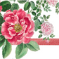 Ein detailliertes rosa Rosenmotiv mit grünen Blättern ziert die Napking Premium Leinen Tischdecke 'Cecile' (180 x 270 cm) auf weißem Hintergrund, der mit einem horizontalen rosa Streifen akzentuiert ist.