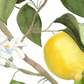 Die Aquarell-Illustration eines Zitronenbaumzweigs mit grünen Blättern, weißen Blüten und einer leuchtend gelben Zitrone ziert den Napking Premium Leinen Tischläufer 'Amalfi' (50 x 150 cm), ideal für botanische Dekorationen von Napking.