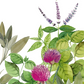 Die Aquarellillustration von grünen Blättern, lavendelartigen Blüten und rosa Klee erinnert an mediterrane Eleganz - die perfekte Inspiration für das Napking | Premium Leinen Geschirrtuch 'Épices' 55 × 75 cm von Napking. Weißer Hintergrund.