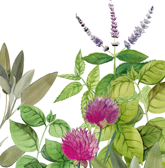 Die Aquarellillustration von grünen Blättern, lavendelartigen Blüten und rosa Klee erinnert an mediterrane Eleganz - die perfekte Inspiration für das Napking | Premium Leinen Geschirrtuch 'Épices' 55 × 75 cm von Napking. Weißer Hintergrund.