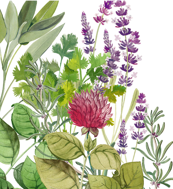 Eine Aquarellillustration von Kräutern und Blumen - grüne Blätter, lila Lavendel und roter Klee - inspirierte das Napking | Premium Leinen Geschirrtuch 'Épices' 55 × 75 cm für einen Hauch von mediterraner Eleganz in Ihrer Küche.