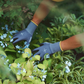 Eine Person, die Niwaki | Hochwertige Gartenhandschuhe M - XL trägt, pflegt ein Gartenbeet mit grünen Pflanzen und blauen Blumen. Üppiges Blattwerk unterstreicht die natürliche Umgebung und macht sie perfekt für Gartenarbeiten mit Niwaki-Handschuhen.