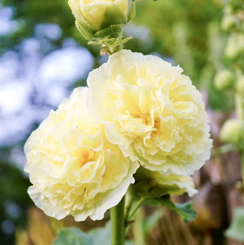 Zwei zartgelbe Blüten der Jora Dahl | Alcea rosea 'Queeny Yellow' blühen an einem hohen grünen Stängel, umgeben von üppigem Laub - ein wunderschönes Motiv für alle Liebhaber der Marke Jora Dahl.
