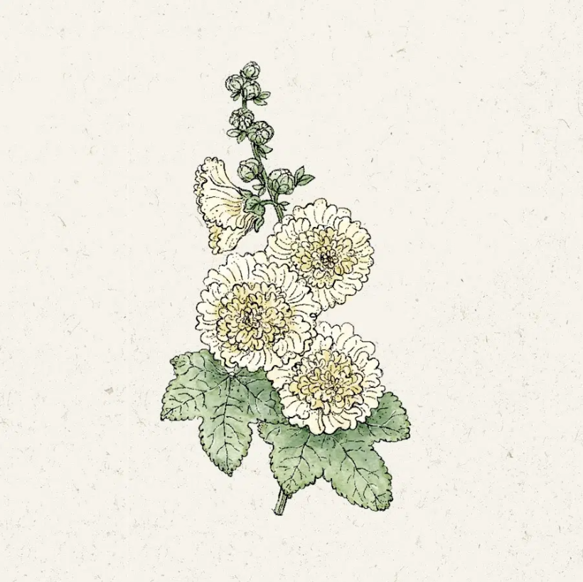 Eine Illustration eines botanischen Blumenstiels mit drei großen, zartgelben Blüten von Alcea rosea 'Queeny Yellow', kleinen Knospen und grünen Blättern vor einem leicht strukturierten Hintergrund - ideal für die Präsentation von Jora Dahl | Alcea rosea 'Queeny Yellow' Samen.