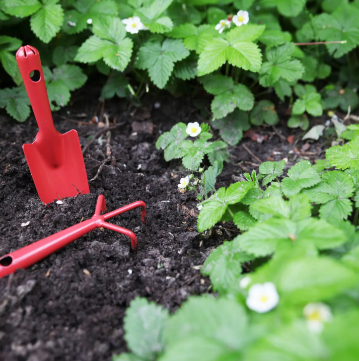 Eine kleine Blumenkelle aus Stahl von Esschert in leuchtendem Rot (20,2 cm) liegt als klassisches Gartengerät zusammen mit einem kleinen Rechen in dunkler Erde zwischen grünen Pflanzen mit kleinen weißen Blüten – vermutlich Erdbeerpflanzen – im Garten.