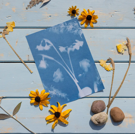 Ein Cyanotypie-Abzug von Blumen, angefertigt mit Esschert Solar Fotopapier A5 (12 Blatt für kreative Sonnenbilder), ist auf einer hellblauen Holzunterlage ausgestellt, umgeben von gelben Blumen, getrockneten Stielen und einigen glatten Steinen.