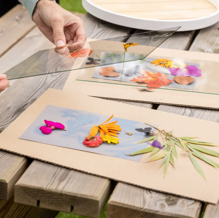 Jemand arrangiert bunte getrocknete Blumen und Blätter zwischen Glasscheiben auf einer Kartonunterlage und bereitet so im Freien ein von der Natur inspiriertes Bastelprojekt vor, bei dem mit Esscherts „Solar Fotopapier A5 (12 Blatt)“ atemberaubende Sonnenbilder entstehen.