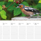 Ein kleiner Vogel mit braunen, weißen und schwarzen Federn sitzt auf einer Holzfläche, im Hintergrund sind grüne Blätter und Beeren zu sehen. Darunter ist der „Grätz Verlag Tischkalender | Vogel 2027 mit Fotografien, Zitaten & Kunst“ als Wochenplaner für den Zeitraum vom 20. bis 26. April abgebildet.