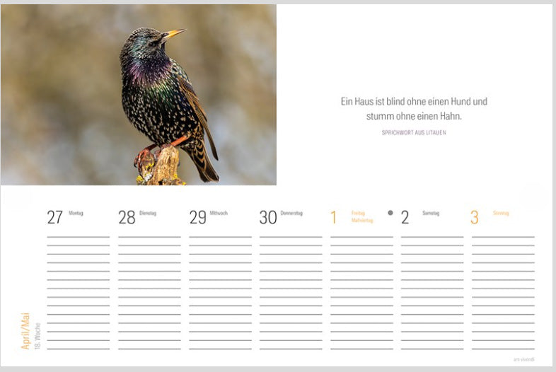 Ein schillernder Star sitzt anmutig auf einem Ast neben einer Seite aus dem Tischkalender „Vogel 2027 mit Fotografien, Zitaten & Kunst“ des Grätz Verlags, auf der Datumsangaben und ein Sprichwort über Häuser, Hunde und Hähne zu sehen sind – eine reizvolle Kleinigkeit für jeden Fan dieses einzigartigen Kalenders oder Liebhaber der Vogelfotografie.
