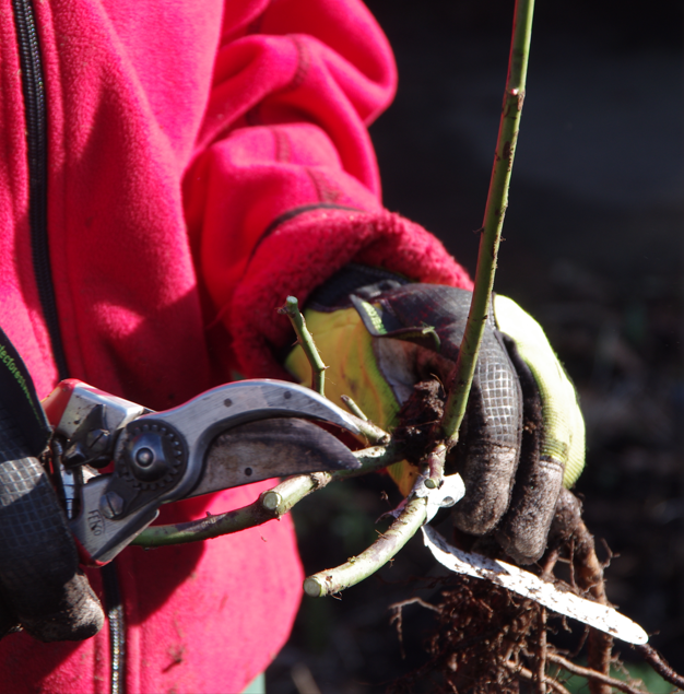 Hände in Gartenhandschuhen schneiden mit einer Gartenschere den Stamm einer kleinen Rosenpflanze mit freiliegenden Wurzeln zurück. Am Sa., 20.3.2027 | 10.30 – 12.30 Uhr WORKSHOP Rosenschnitt einfach erklärt.