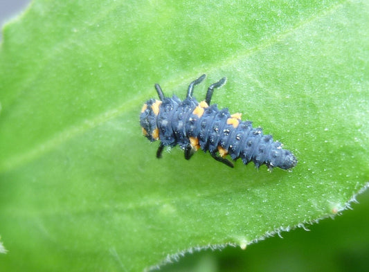 Eine schwarz-orange gestachelte Marienkäferlarve, die für den biologischen Pflanzenschutz verwendet wird, ruht auf einem grünen Blatt - Förderung des HALBTAGESKURS Biologischer Pflanzenschutz NEU der Königlichen Gartenakademie am Fr. 17.04.2026, 10:00-13:00.