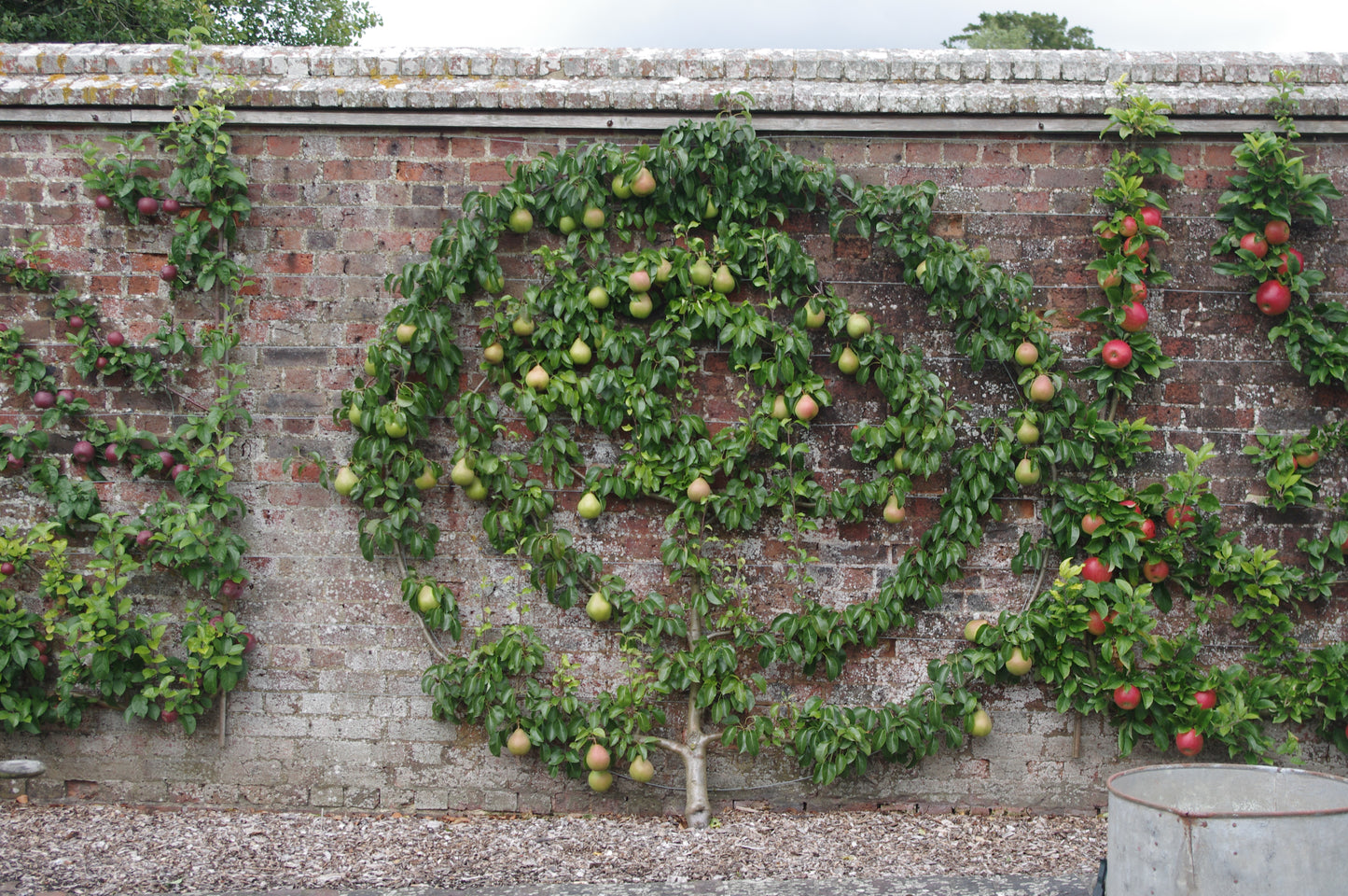 Eine Ziegelwand mit einem spiralförmig angeordneten Birnbaum und vertikalen Obstbäumen zeigt Baumschultechniken - alle tragen Früchte auf Holzspänen - im Workshop "Sommerschnitt von Gehölzen" der Königlichen Gartenakademie, Sa. 13.06.2026, 11-13 Uhr.