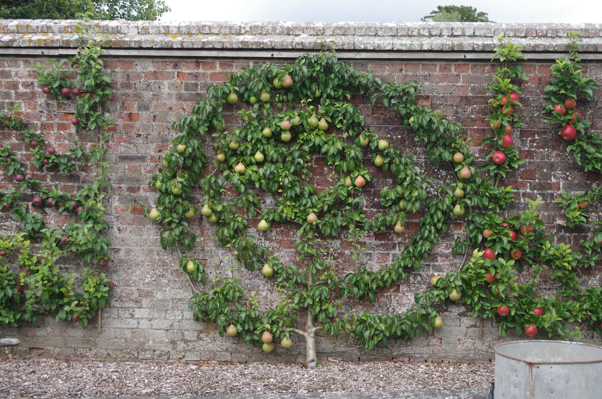 Eine Ziegelwand mit einem spiralförmig angeordneten Birnbaum und vertikalen Obstbäumen zeigt Baumschultechniken - alle tragen Früchte auf Holzspänen - im Workshop "Sommerschnitt von Gehölzen" der Königlichen Gartenakademie, Sa. 13.06.2026, 11-13 Uhr.