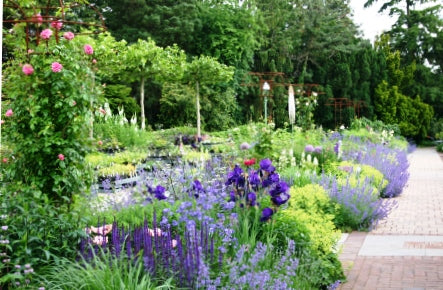 Erleben Sie die leuchtende Schönheit eines gemischten Rabattengartens mit lila, blauen und rosa Blüten auf dem Kurs der Königlichen Gartenakademie: Sa.. 28.03.2026 | 13.00-16.00 HALBTAGESKURS Gestaltung und Bepflanzung einer gemischten Rabatte.