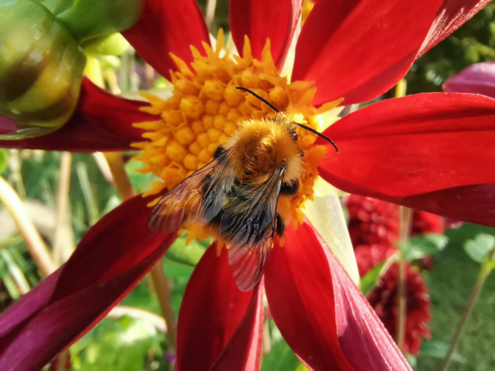 Eine wuschelige Hummel sammelt Pollen von einer roten Blüte - ein Beispiel für Naturschutz im Garten, wie er im HALBTAGESKURS der Königlichen Gartenakademie gelehrt wird (Mi. 06.05.2026 | 10.00-13.00).