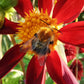 Eine Hummel sammelt Nektar von einer farbenfrohen Blüte und symbolisiert damit die Artenvielfalt und das Gleichgewicht im Garten - entdecken Sie mehr beim HALBTAGESKURS "Gesunde Pflanzen durch Artenvielfalt im Garten" der Königlichen Gartenakademie am Do. 17.9.2026, 10-13 Uhr.