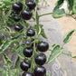 Die ReinSaat Salattomate 'Indigo Rose' von Reinsaat bildet dunkelblau-violette Tomaten in dichten Trauben an schnurgestützten Pflanzen mit kräftig grünen Blättern - ideal fürs Gewächshaus.