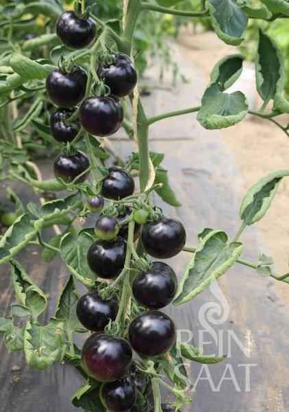 Die ReinSaat Salattomate 'Indigo Rose' von Reinsaat bildet dunkelblau-violette Tomaten in dichten Trauben an schnurgestützten Pflanzen mit kräftig grünen Blättern - ideal fürs Gewächshaus.